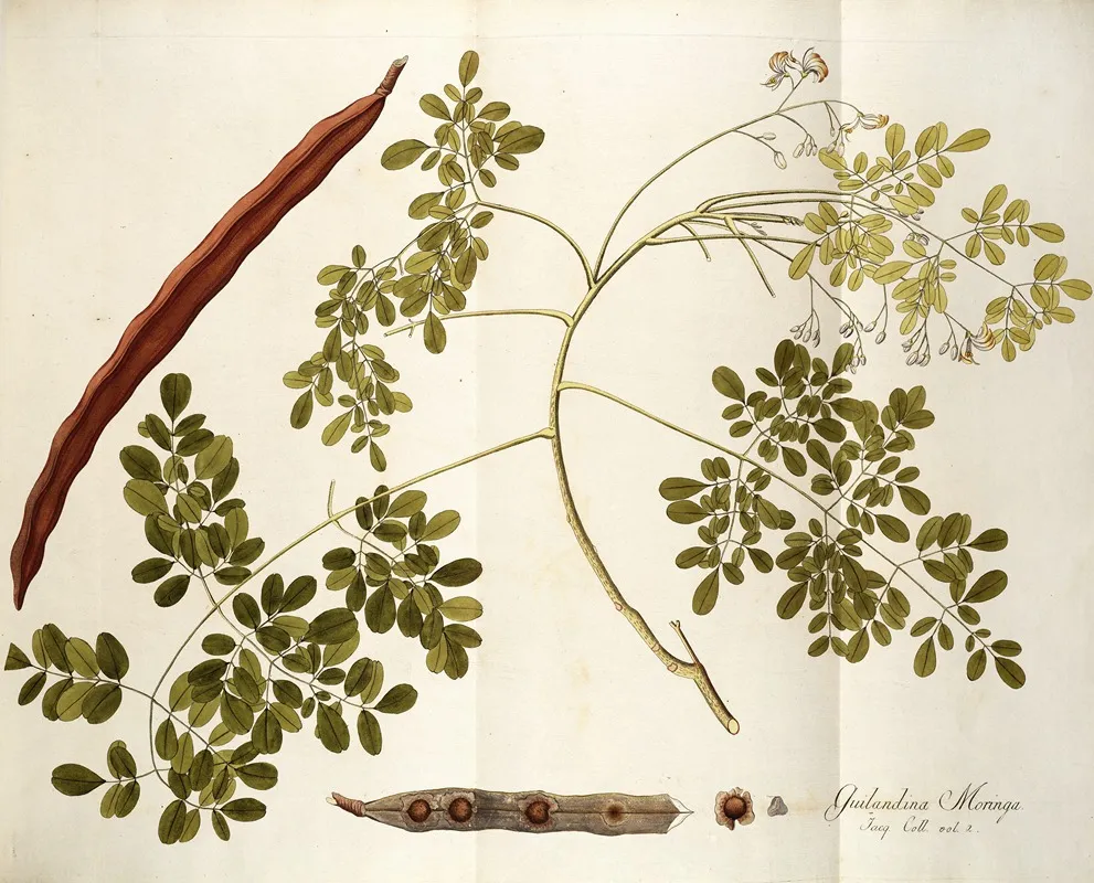 Guilandina Moringa Wall Art by Nikolaus Joseph Freiherr von Jacquin - High-Resolution Digital Print