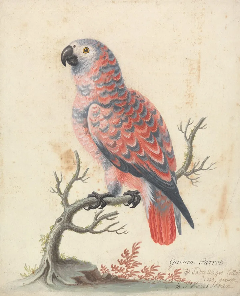 Guinea Parrot Wall Art by George Edwards - High-Resolution Digital Print