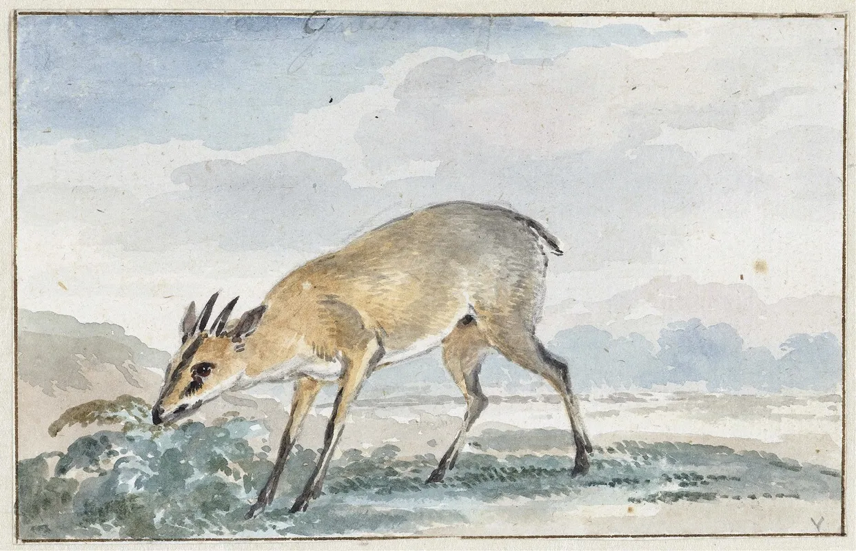 Guinees Jufferbokje Of Sylvicapra Grimmia Wall Art by Aert Schouman - High-Resolution Digital Print