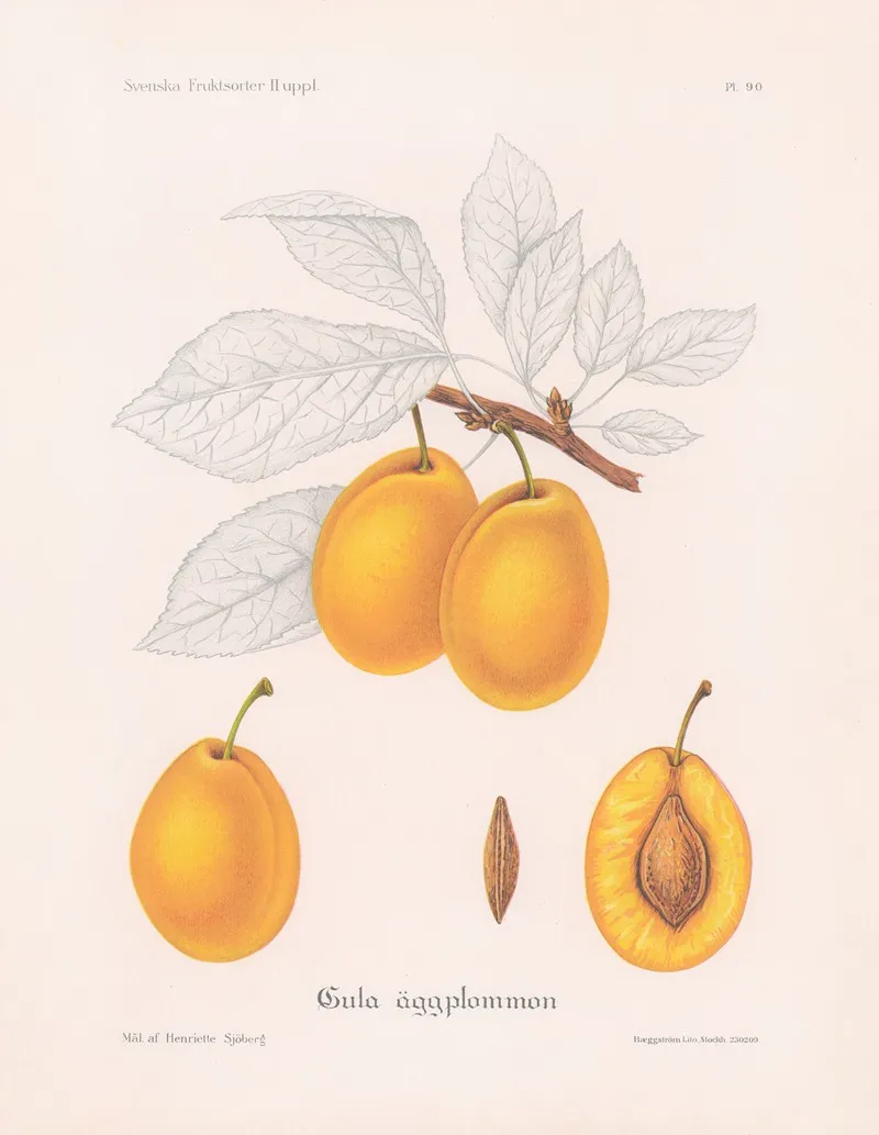 Gula Aggplommon Wall Art by Henriette Sjöberg - High-Resolution Digital Print