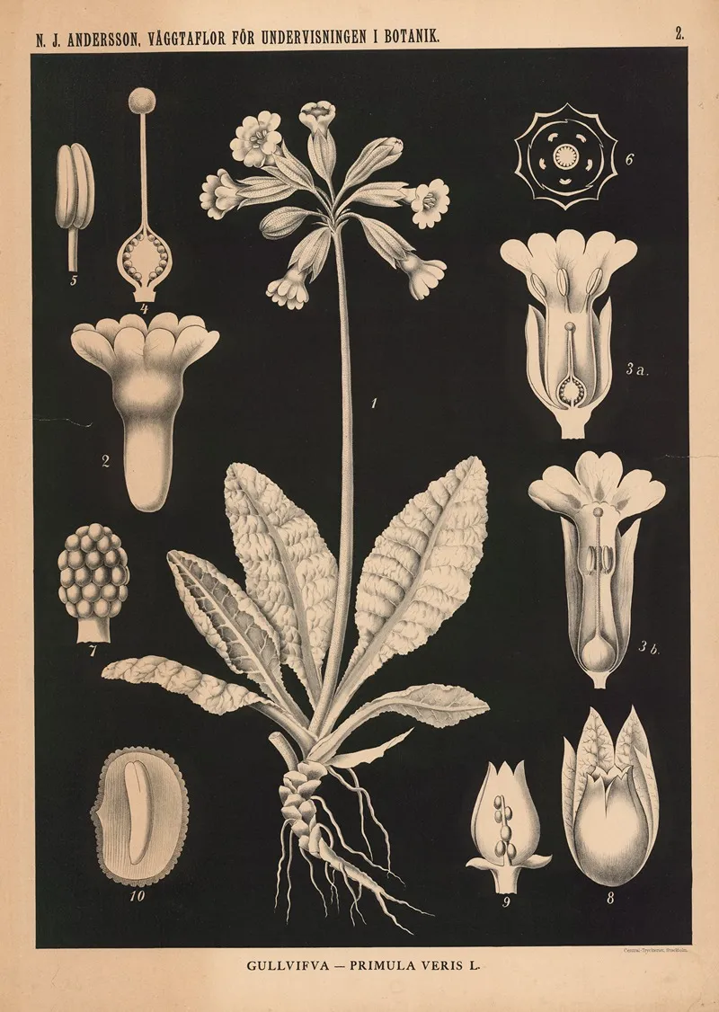 Gullvifva Primula Veris L Wall Art by Nils Johan Andersson - High-Resolution Digital Print