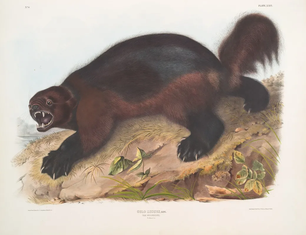 Gulo Luscus Wolverine Wall Art by John Woodhouse Audubon - High-Resolution Digital Print