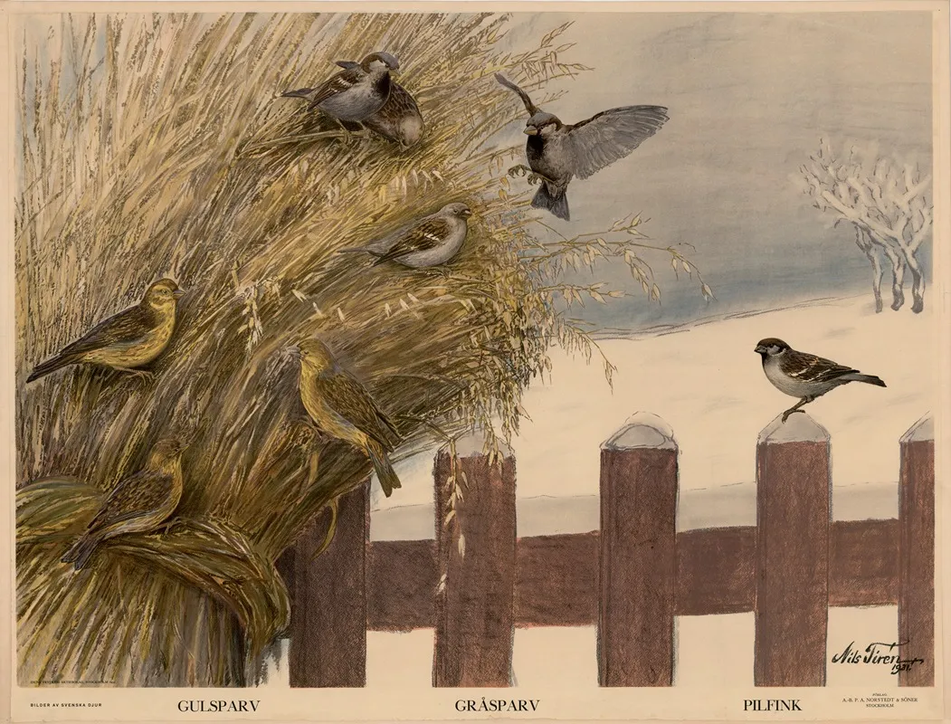 Gulsparv Grasparv Pilfink Wall Art by Nils Tirén - High-Resolution Digital Print