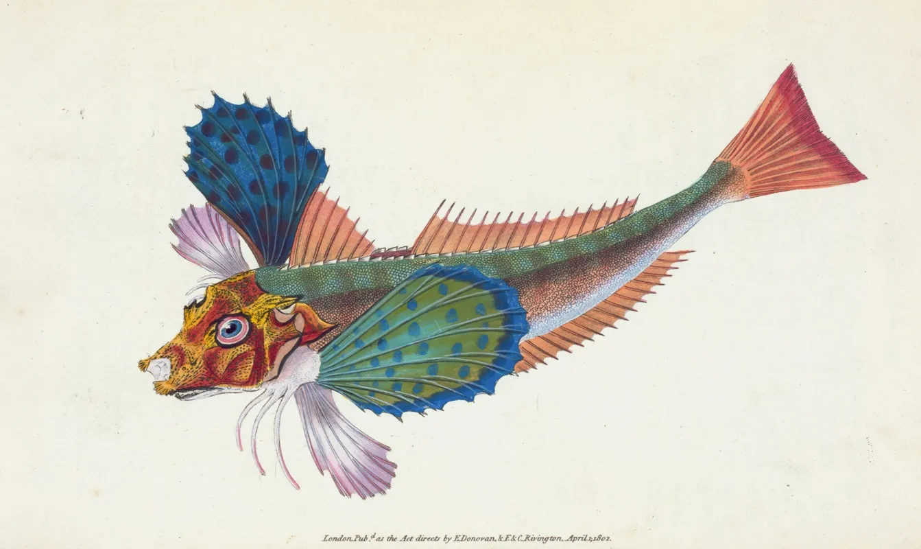 Gurnard Sapphirine Trigla Hirundo Wall Art by Edward Donovan - High-Resolution Digital Print