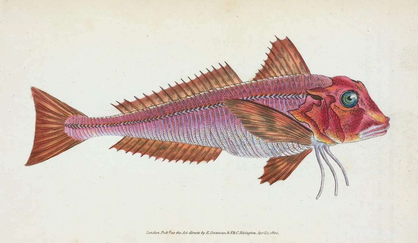 Gurnard Streaked Tirgla Lineatus Wall Art by Edward Donovan - High-Resolution Digital Print