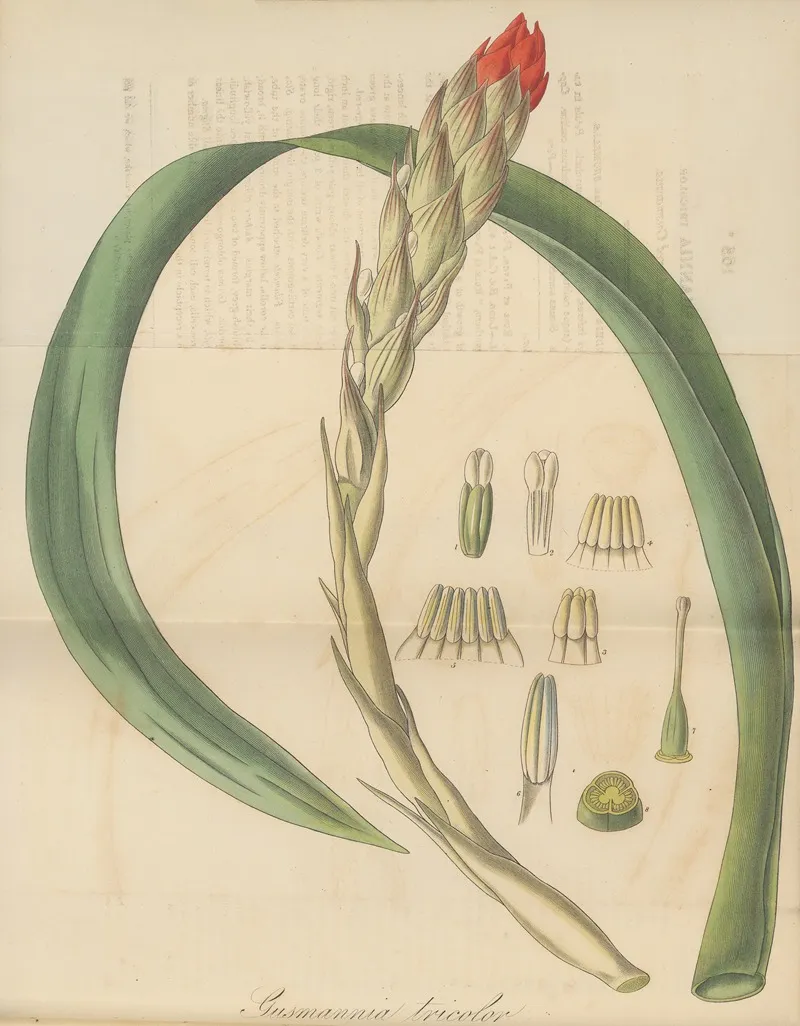 Gusmannia Tricolor Wall Art by William Jackson Hooker - High-Resolution Digital Print