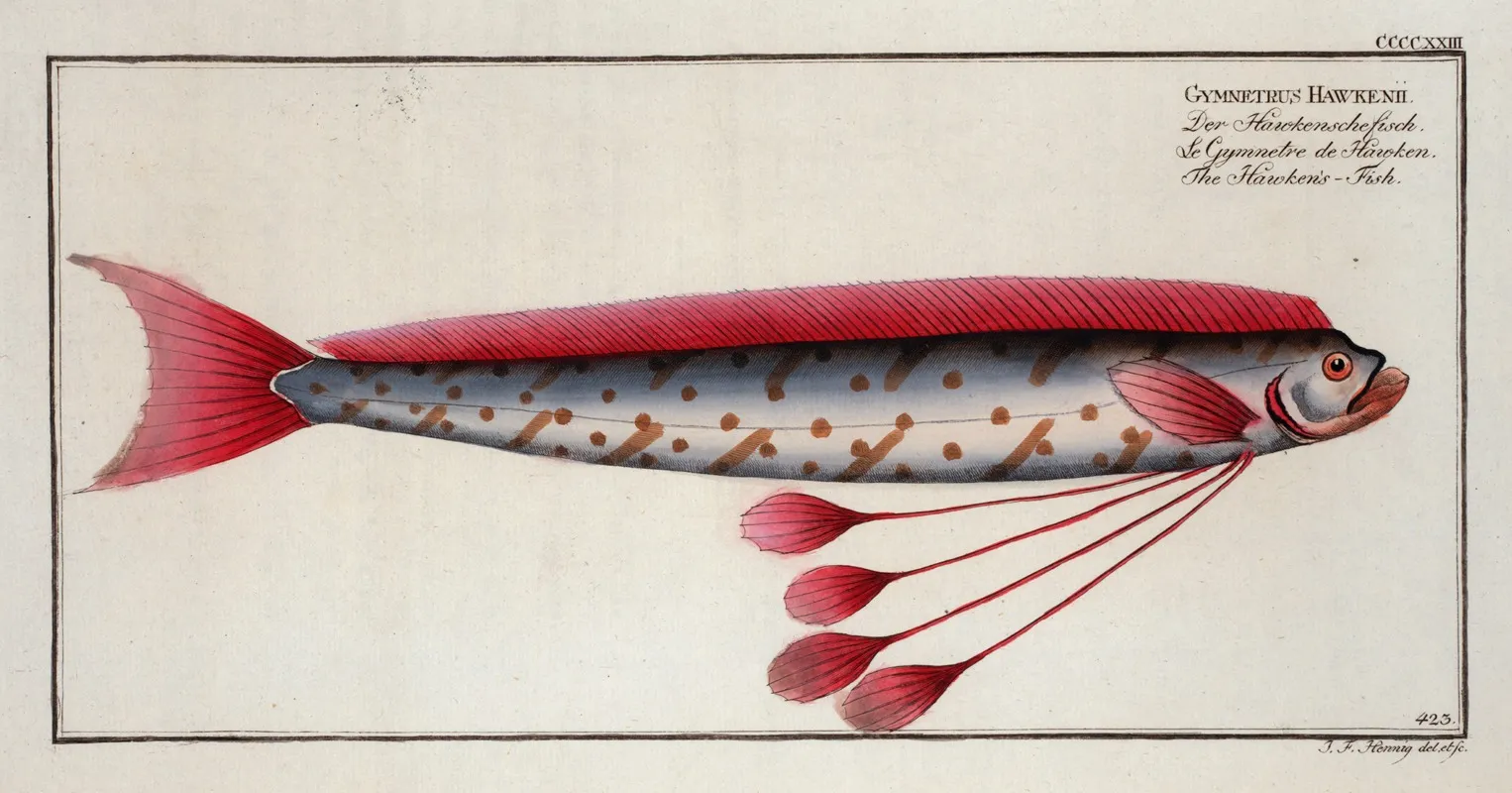 Gymnetrus Hawkeniii The Hawkens Fish Wall Art by Marcus Elieser Bloch - High-Resolution Digital Print