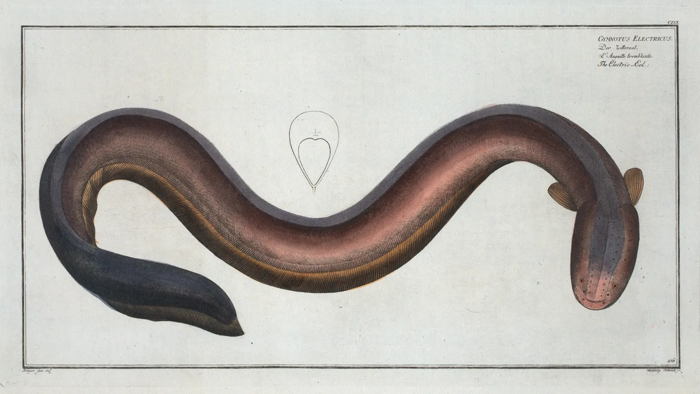 Gymnotus Electricus The Electric Eel Wall Art by Marcus Elieser Bloch - High-Resolution Digital Print