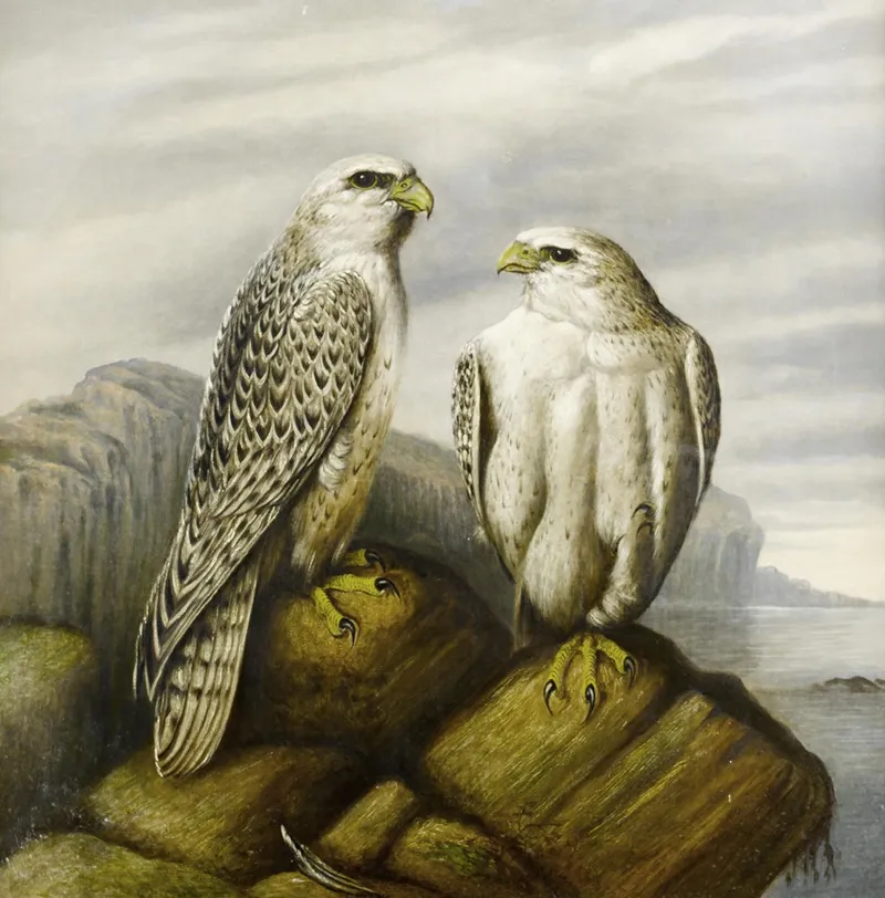 Gyr Falcons On A Rocky Ledge Wall Art by Joseph Wolf - High-Resolution Digital Print