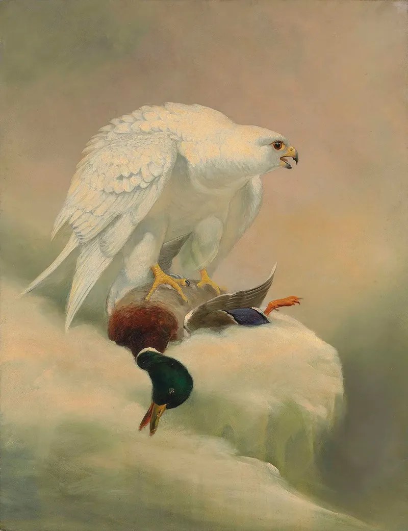 Gyrfalcon Wall Art by Joseph Wolf - High-Resolution Digital Print