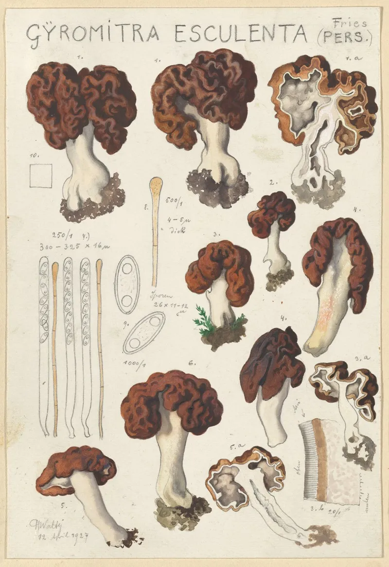 Gyromitra Esculenta Wall Art by Hans Walty - High-Resolution Digital Print