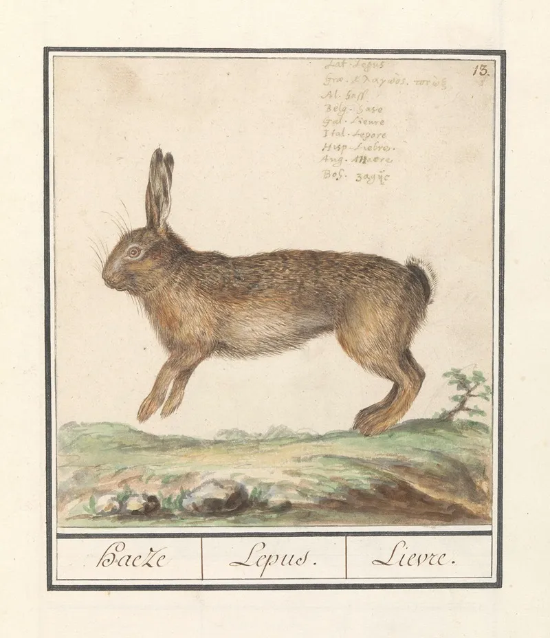 Haas Lepus Europaeus Haeze Lepus Lievre Wall Art by Anselmus Boëtius de Boodt - High-Resolution Digital Print