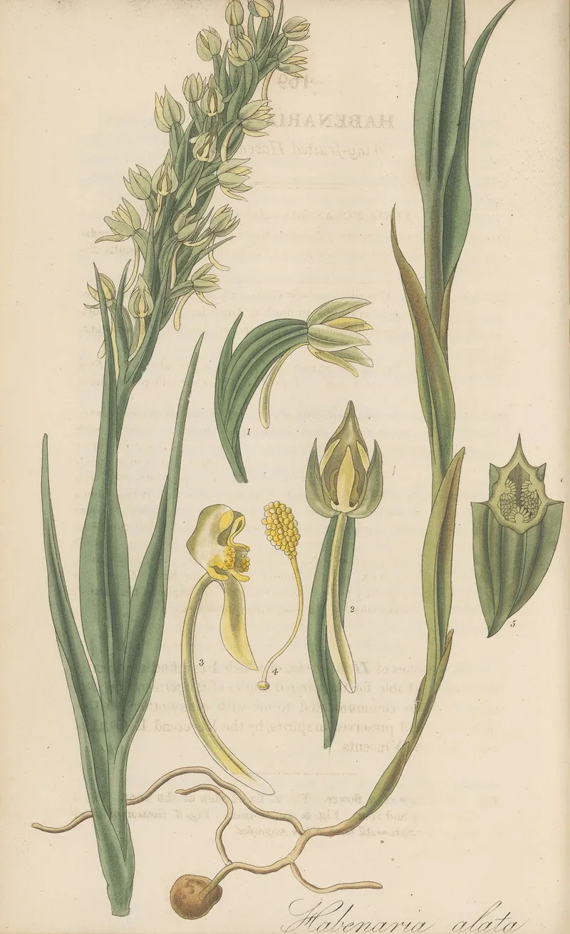 Habenaria Alata Wall Art by William Jackson Hooker - High-Resolution Digital Print
