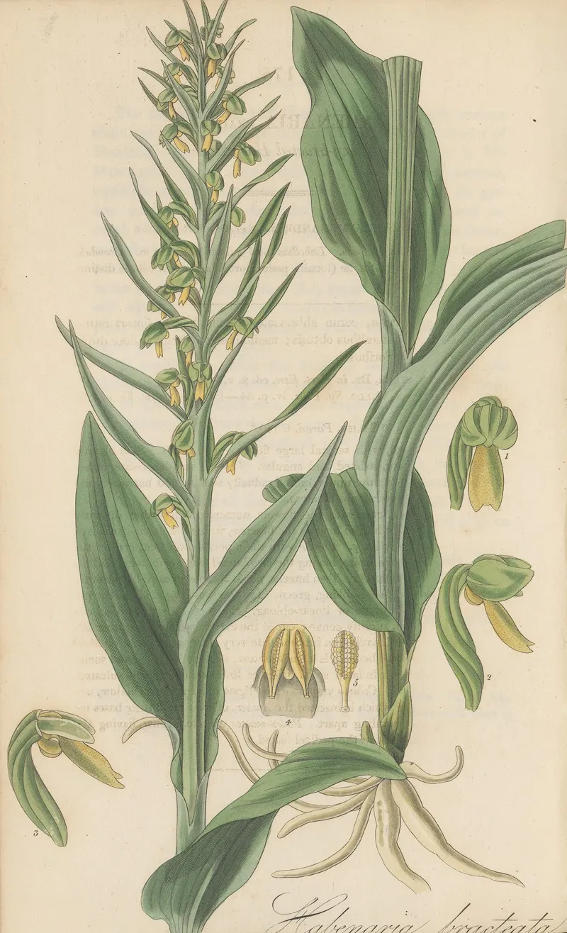 Habenaria Bracteata Wall Art by William Jackson Hooker - High-Resolution Digital Print