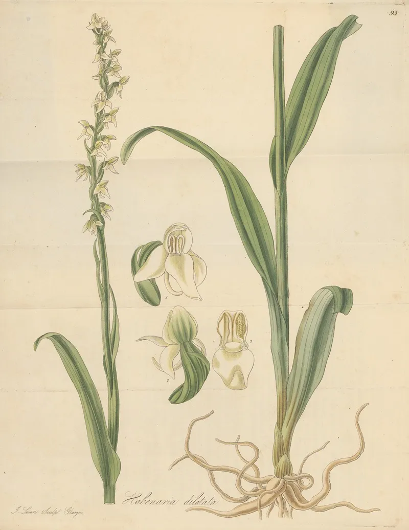 Habenaria Dilatata Wall Art by William Jackson Hooker - High-Resolution Digital Print