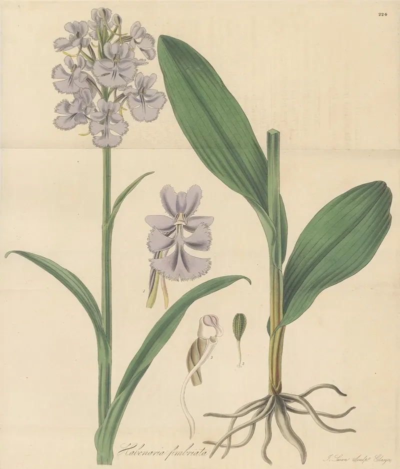 Habenaria Fimbriata Wall Art by William Jackson Hooker - High-Resolution Digital Print