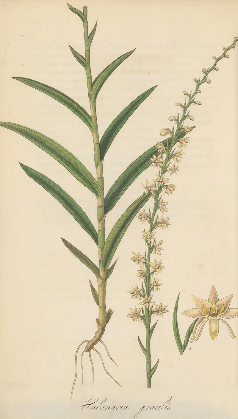 Habenaria Gracilis Wall Art by William Jackson Hooker - High-Resolution Digital Print
