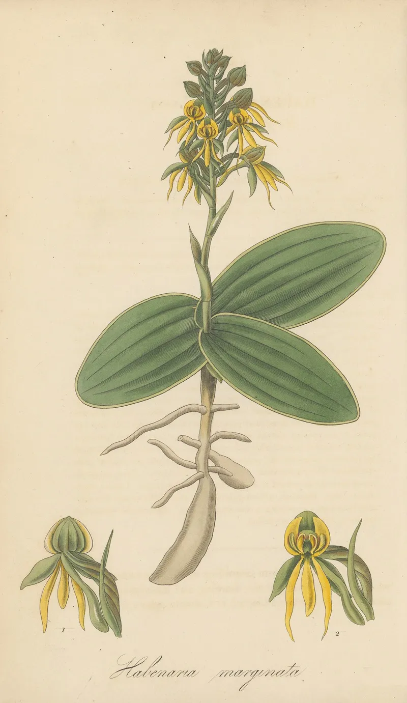 Habenaria Marginata Wall Art by William Jackson Hooker - High-Resolution Digital Print