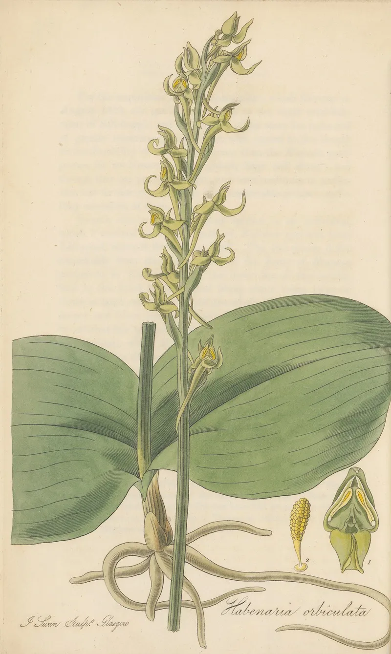 Habenaria Orbiculata Wall Art by William Jackson Hooker - High-Resolution Digital Print