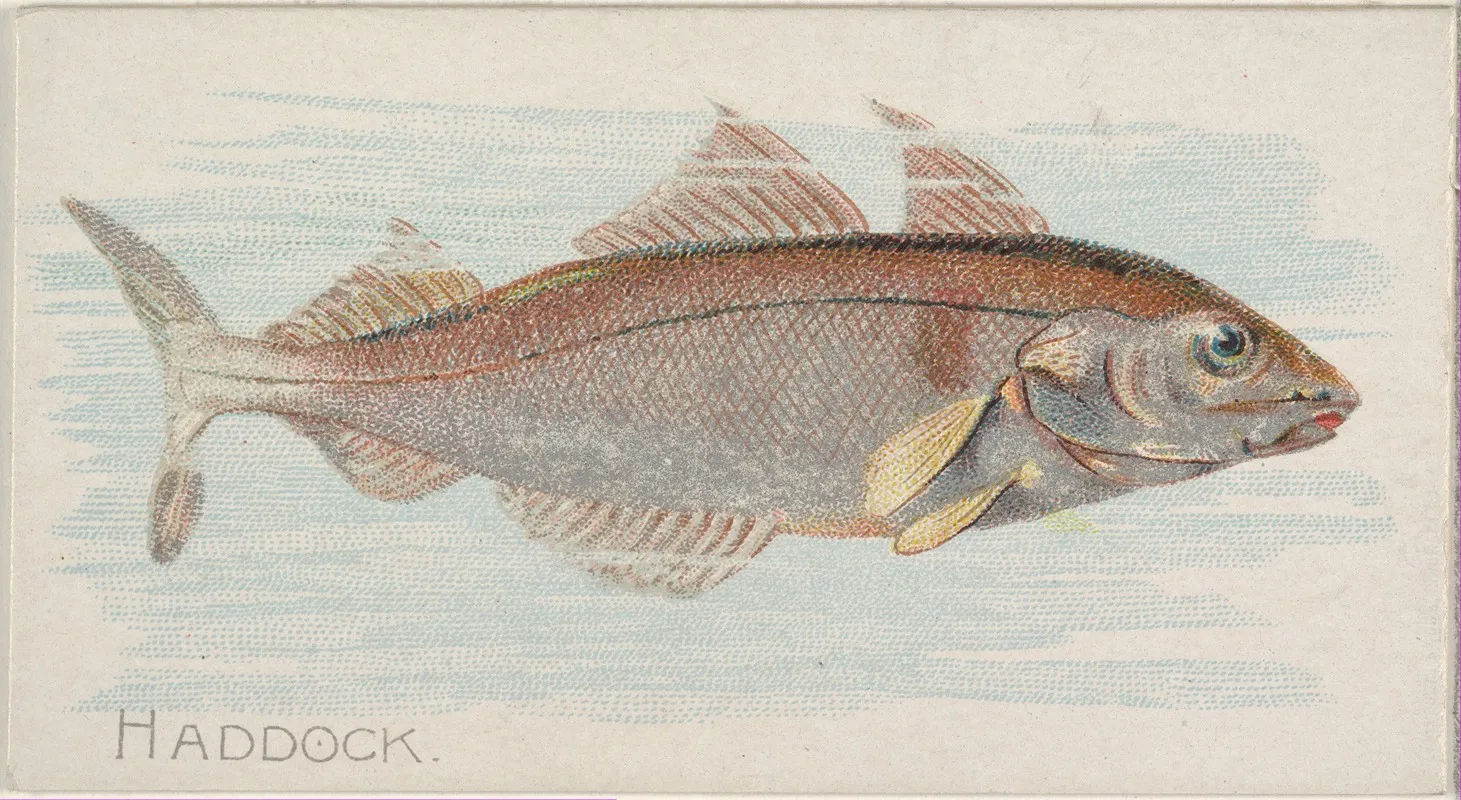 Haddock 3 Wall Art by Allen &amp; Ginter - High-Resolution Digital Print
