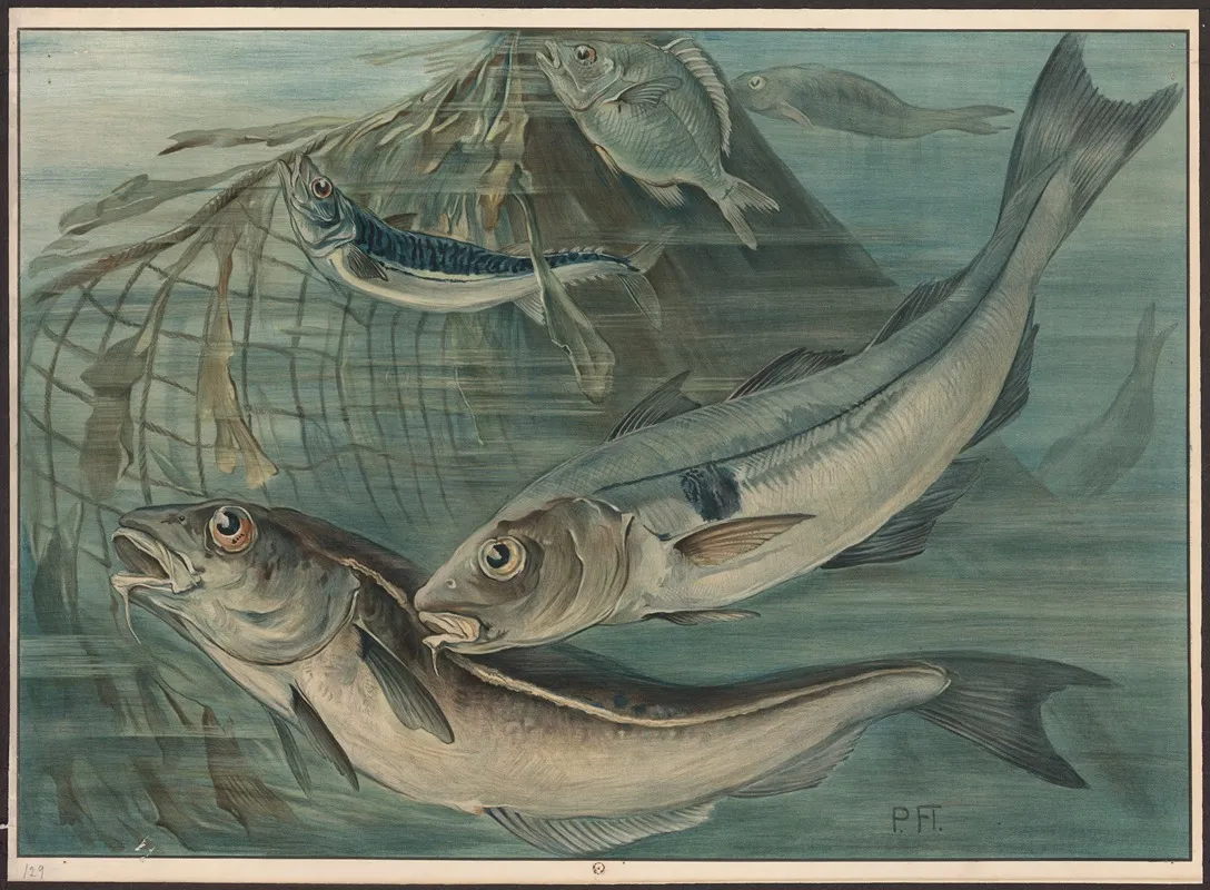 Haddock Mackerel And Bream Wall Art by Paul Flanderky - High-Resolution Digital Print