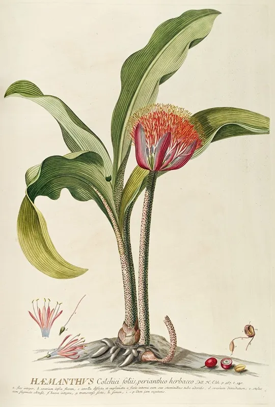 Haemanthus 2 Wall Art by Georg Dionysius Ehret - High-Resolution Digital Print