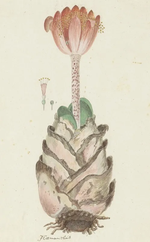 Haemanthus Coccineus L Blood Flower Bloedblom Wall Art by Robert Jacob Gordon - High-Resolution Digital Print