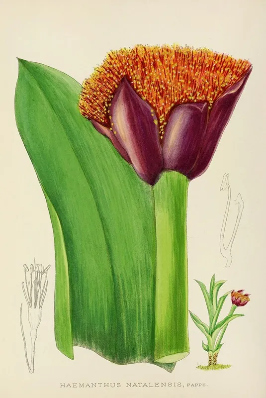 Haemanthus Natalensis Wall Art by Illtyd Buller Pole-Evans - High-Resolution Digital Print
