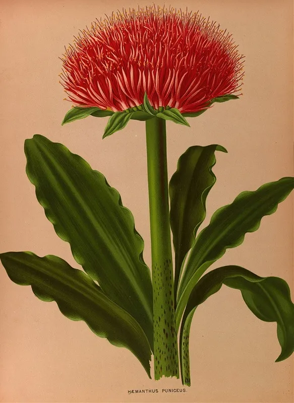 Haemanthus Puniceus Wall Art by Arentina Hendrica Arendsen - High-Resolution Digital Print