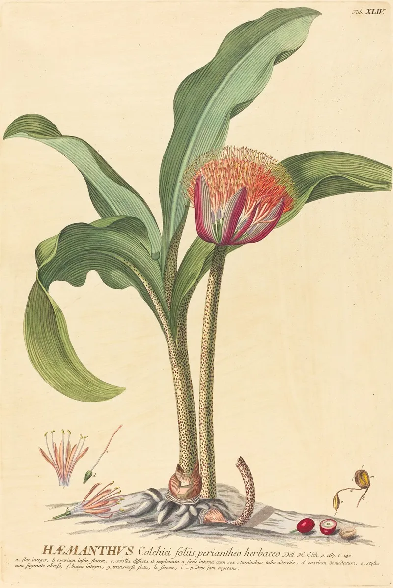 Haemanthus Wall Art by Johann Jacob Haid - High-Resolution Digital Print