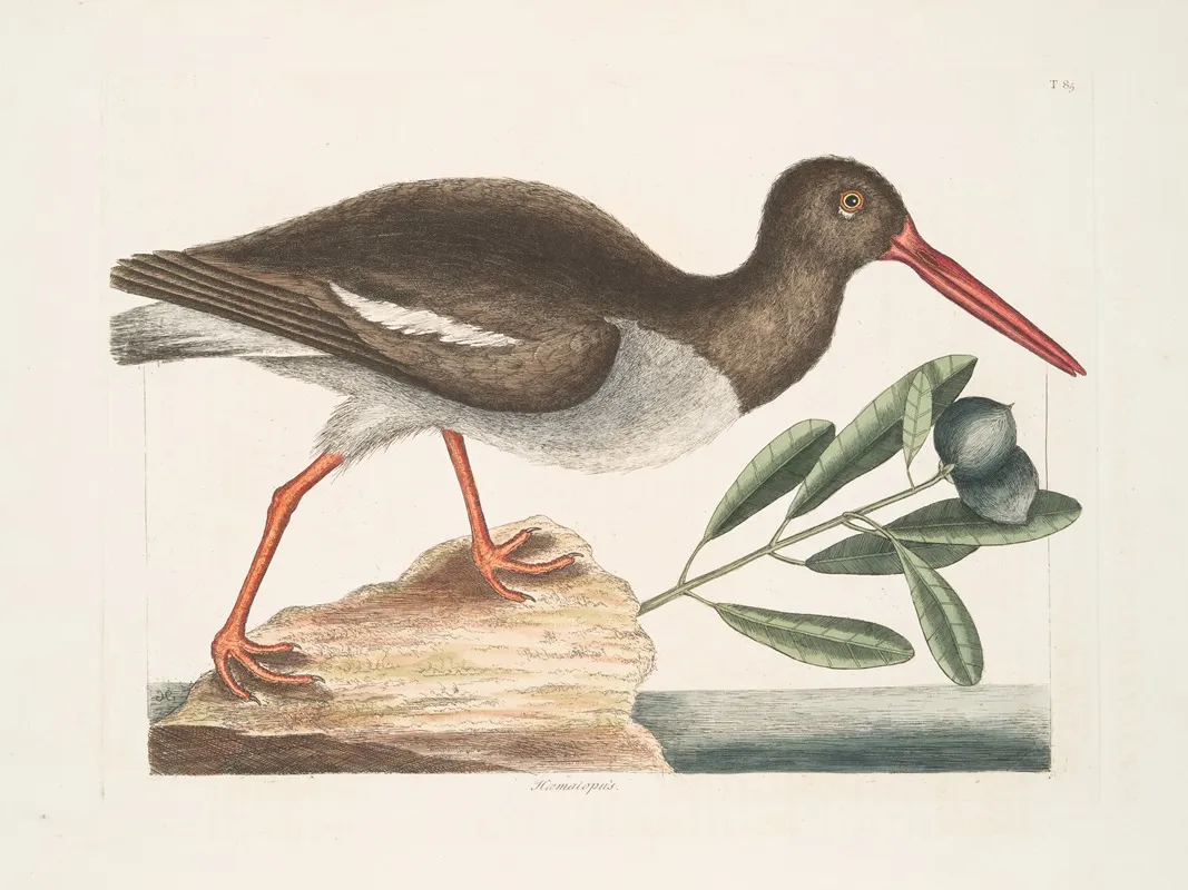 Haematopus The Oyster Catcher Wall Art by Mark Catesby - High-Resolution Digital Print