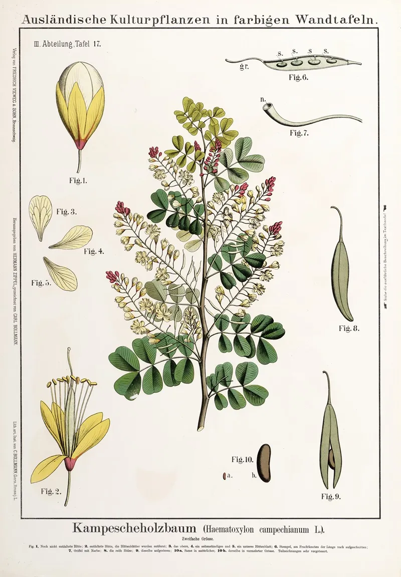 Haematoxylon Campechianum Campecheboom Wall Art by Hermann Zippel - High-Resolution Digital Print