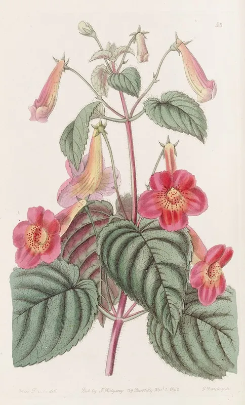 Hairy Achimenes Wall Art by Sydenham Edwards - High-Resolution Digital Print
