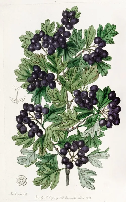 Hairy Leaved Black Hawthorn Wall Art by Sydenham Edwards - High-Resolution Digital Print