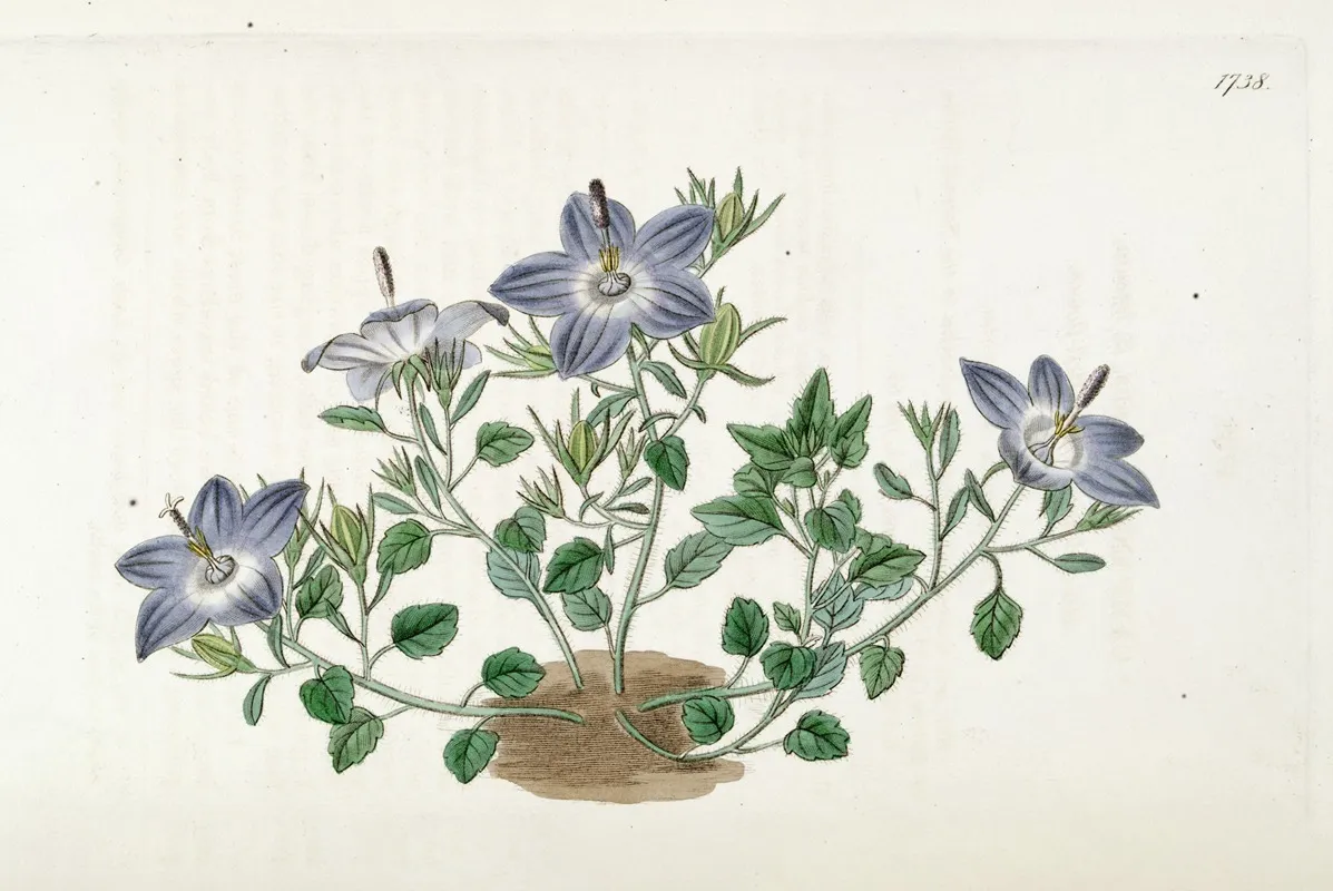 Hairy Leaved Brittle Bell Flower Wall Art by Sydenham Edwards - High-Resolution Digital Print
