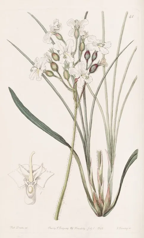 Hairy Stylewort Wall Art by Sydenham Edwards - High-Resolution Digital Print