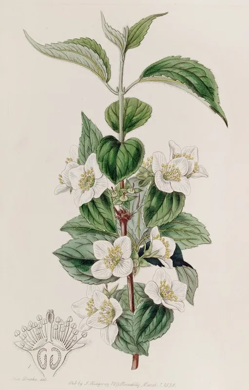 Hairy Syringa Wall Art by Sydenham Edwards - High-Resolution Digital Print