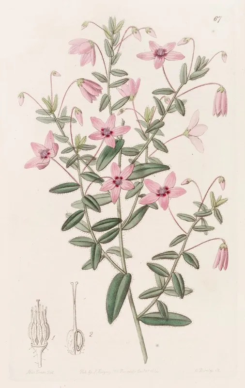 Hairy Tetratheca Wall Art by Sydenham Edwards - High-Resolution Digital Print