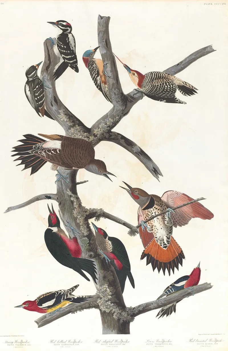 Hairy Woodpecker Red Bellied Woodpecker Red Shafted Woodpecker Lewis Woodpecker Red Breasted Woodpecker Wall Art by John James Audubon - High-Resolution Digital Print