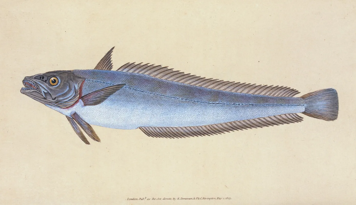 Hake Gadus Merluccius Wall Art by Edward Donovan - High-Resolution Digital Print