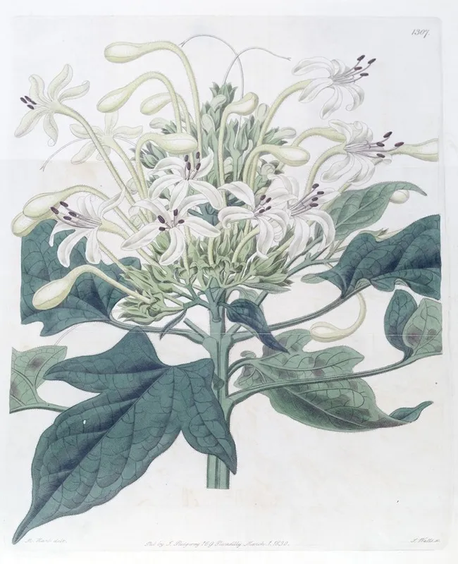 Halberd Leaved Clerodendron Wall Art by Sydenham Edwards - High-Resolution Digital Print