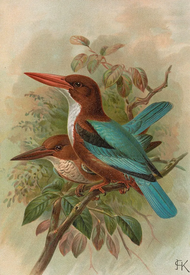 Halcyon Smyrnensis Wall Art by Johann Friedrich Naumann - High-Resolution Digital Print