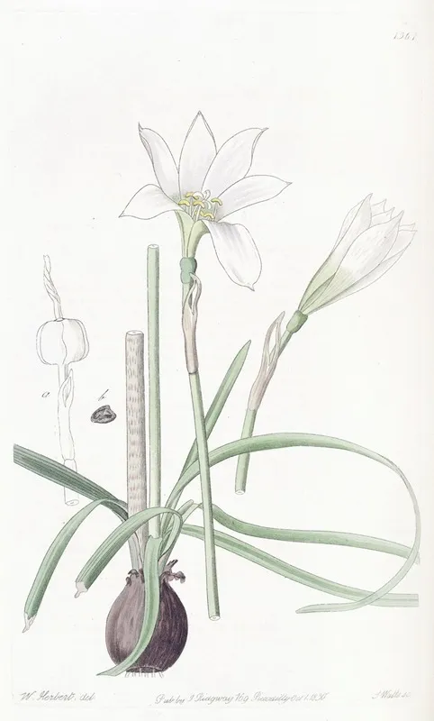 Half Green Zephyranthes Wall Art by Sydenham Edwards - High-Resolution Digital Print