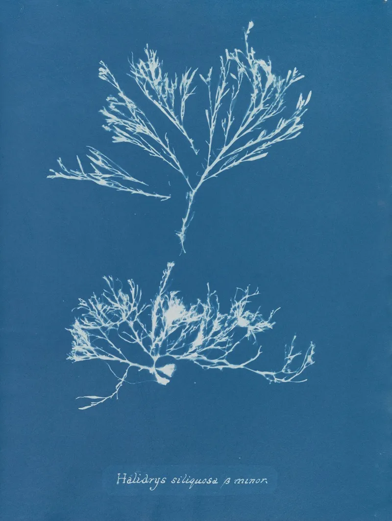 Halidrys Siliquosa β Minor Wall Art by Anna Atkins - High-Resolution Digital Print