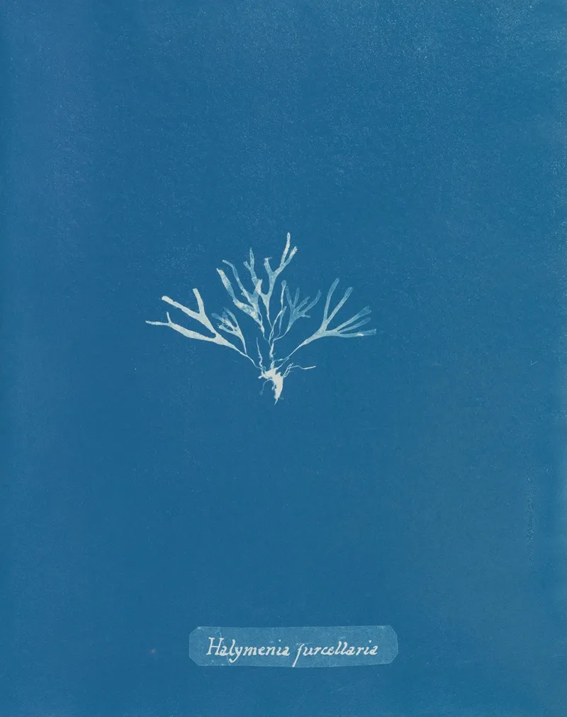 Halymenia Furcellaria 2 Wall Art by Anna Atkins - High-Resolution Digital Print