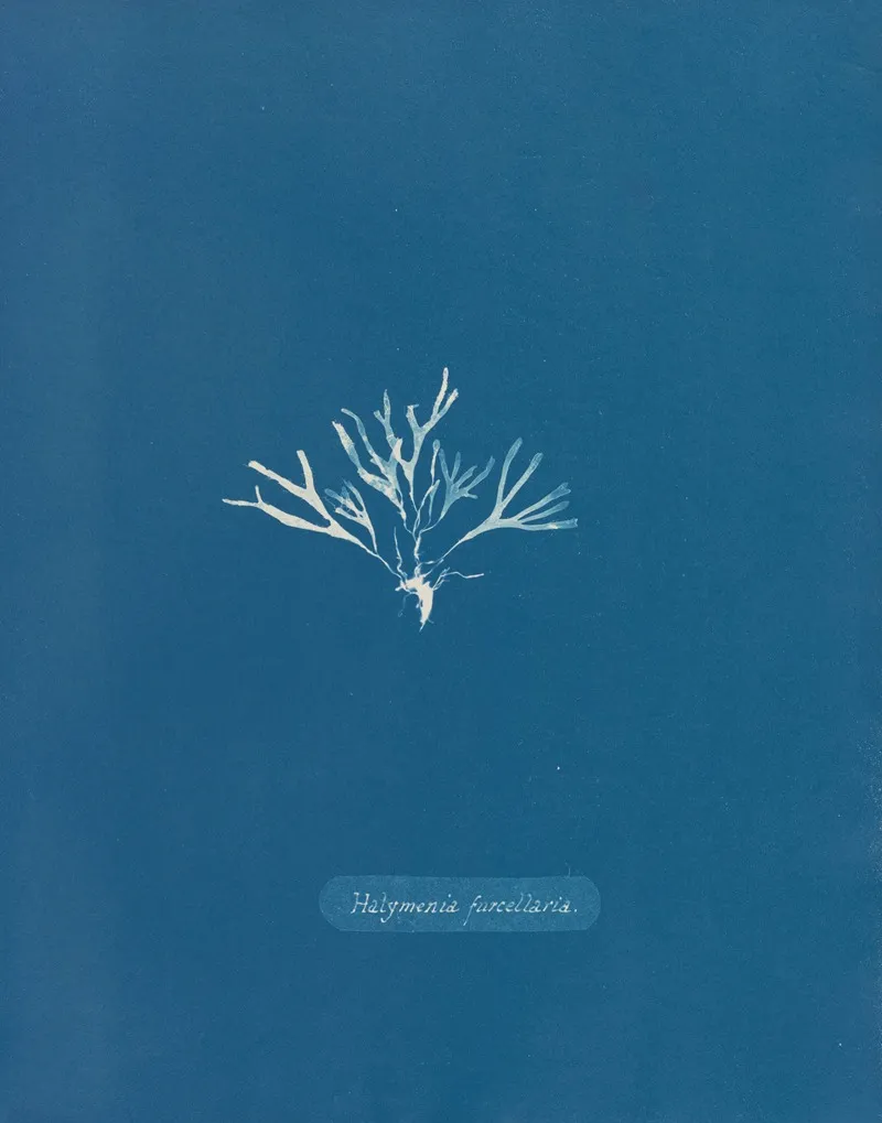 Halymenia Furcellaria Wall Art by Anna Atkins - High-Resolution Digital Print