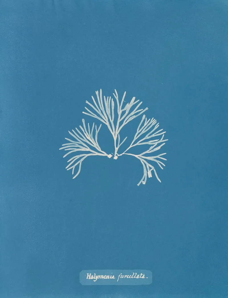 Halymenia Furcellata 2 Wall Art by Anna Atkins - High-Resolution Digital Print