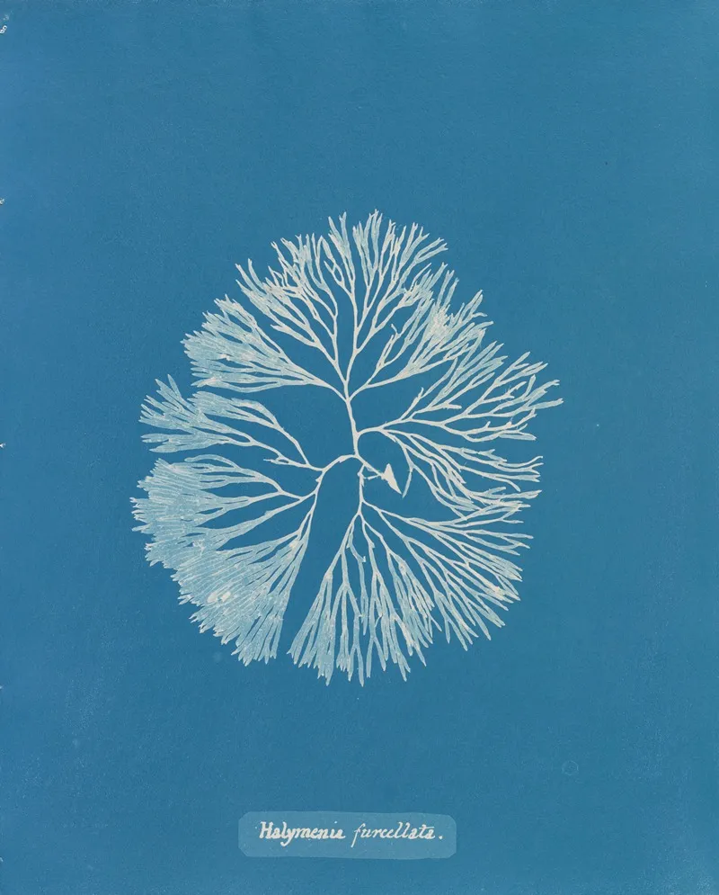Halymenia Furcellata Wall Art by Anna Atkins - High-Resolution Digital Print