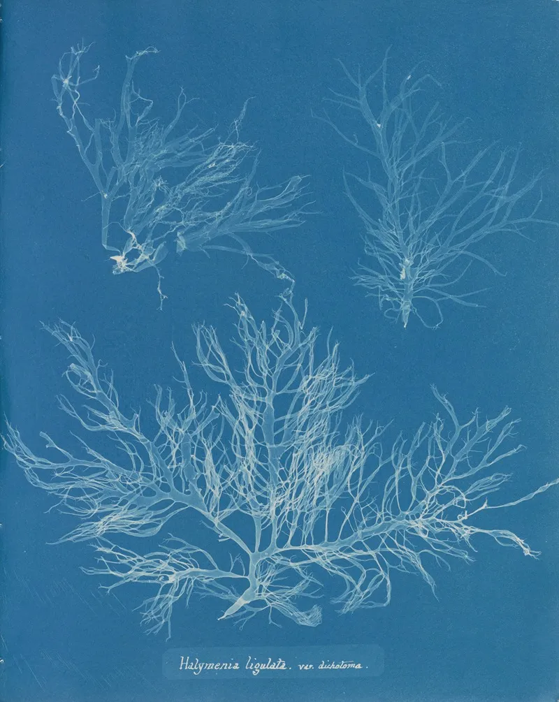 Halymenia Ligulata Var Dichotoma Wall Art by Anna Atkins - High-Resolution Digital Print