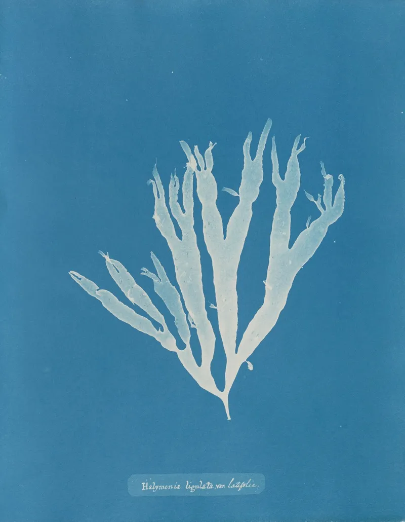 Halymenia Ligulata Var Latifolia Wall Art by Anna Atkins - High-Resolution Digital Print